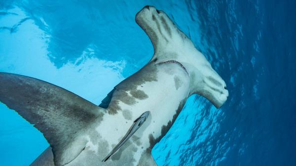 在巴哈马群岛乘船游览时，狗和鲨鱼之间的对峙给游客留下了深刻的印象