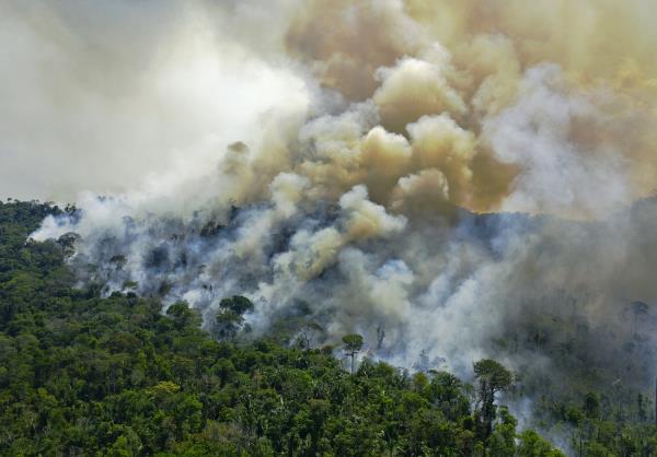 报告:大企业在减少森林砍伐方面做得不够