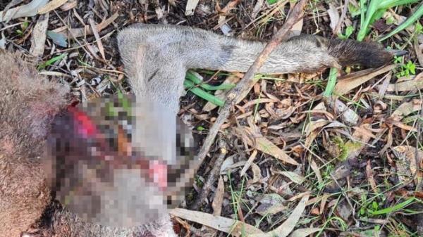 RSPCA WA has issued a call for information following a spate of cruel and senseless violent attacks on kangaroos in Bunbury. The animal welfare organisation has received four separate reports of kangaroos being injured over the past month, Picture: Supplied via NCA NewsWire