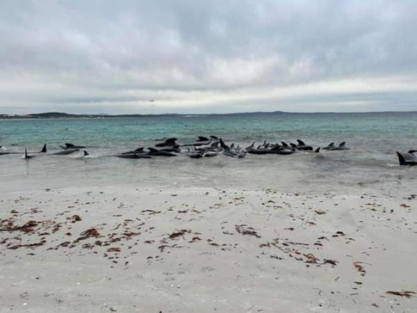 The whales stranded after 4pm on Tuesday afternoon.