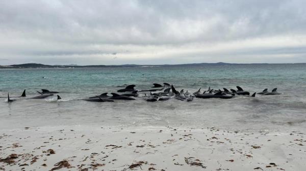 当地人被敦促远离奥尔巴尼附近的切恩斯海滩上搁浅的鲸鱼