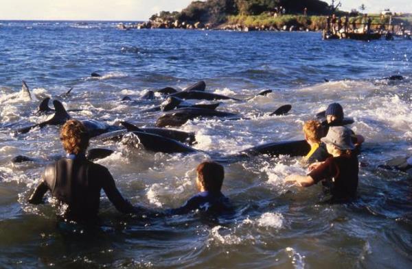 PICTURE BY NIC ELLIS   JULY 1986
THE WEST AUSTRALIAN   
An army of rescuers work to shepherd more than a hundred false killer whales stranded in Flinders Bay in Augusta back out to sea in July 1986. The 25th anniversary of one of the world's most successful whale rescues will be marked in Augusta next month.