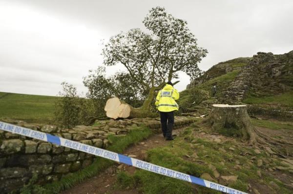 A policeman walks near the tree at Sycamore Gap, next to Hadrian's Wall, in Northumberland, England, Thursday Sept. 28, 2023 which has come down overnight. One of the UK?s most photographed trees has been ?deliberately felled? in an apparent act of vandalism, authorities have said. The famous tree at Sycamore Gap, next to Hadrian?s Wall in Northumberland, was made famous when it appeared in Kevin Costner?s 1991 film Robin Hood: Prince Of Thieves. (Owen Humphreys/PA via AP)
